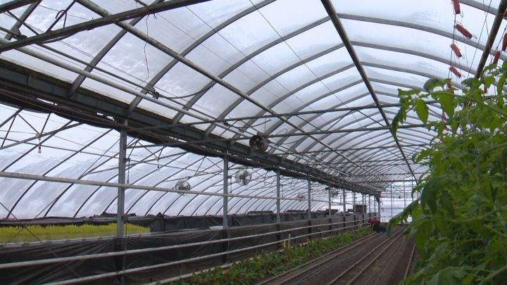A greenhouse grower just southeast of Calgary is closing for good on December 16, 2016.