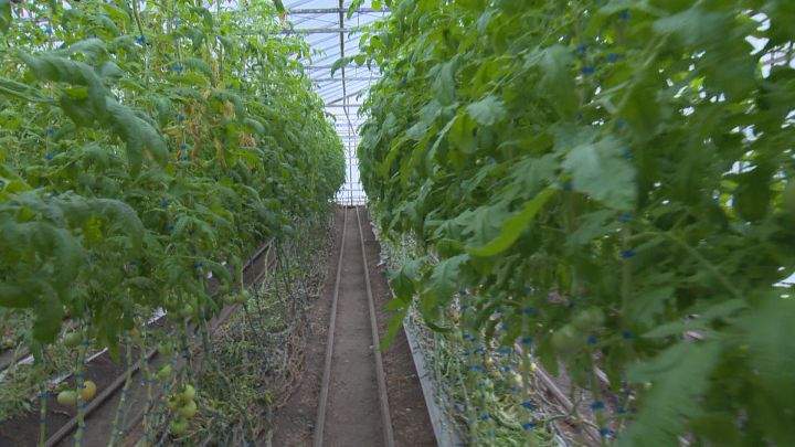 A greenhouse grower just southeast of Calgary is closing for good on December 16, 2016.