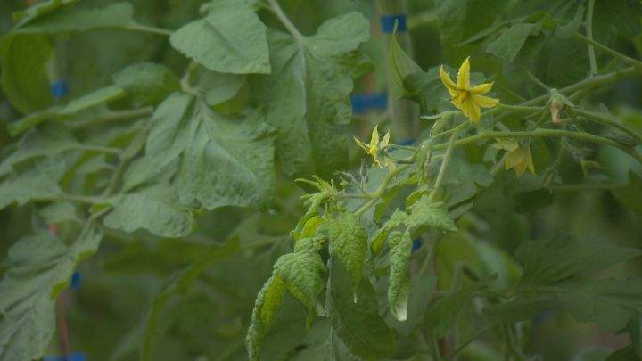 Over the next few weeks and months, the plants will be pulled out and the greenhouses dismantled at Hotchkiss Herbs and Produce.