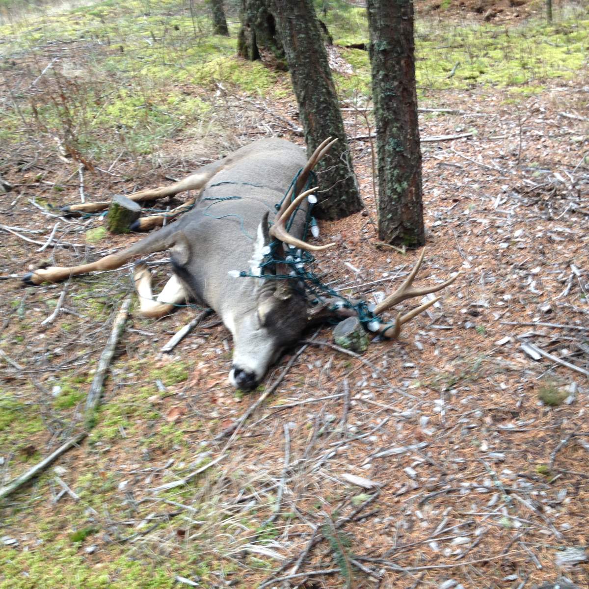 Deer entangled in Christmas lights and lost bear cub rescued by B.C. conservation officers - image