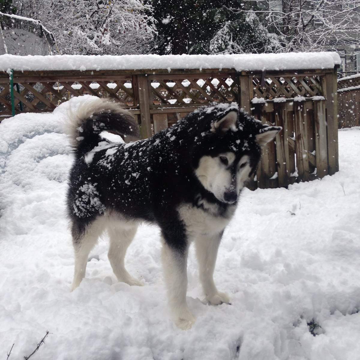 Huskies love the snow. Photo: James Blight