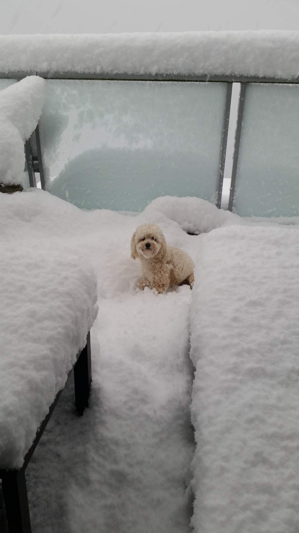 Burnaby Mountain received over a dozen inches of snow. Photo: Jennifer Allegretto