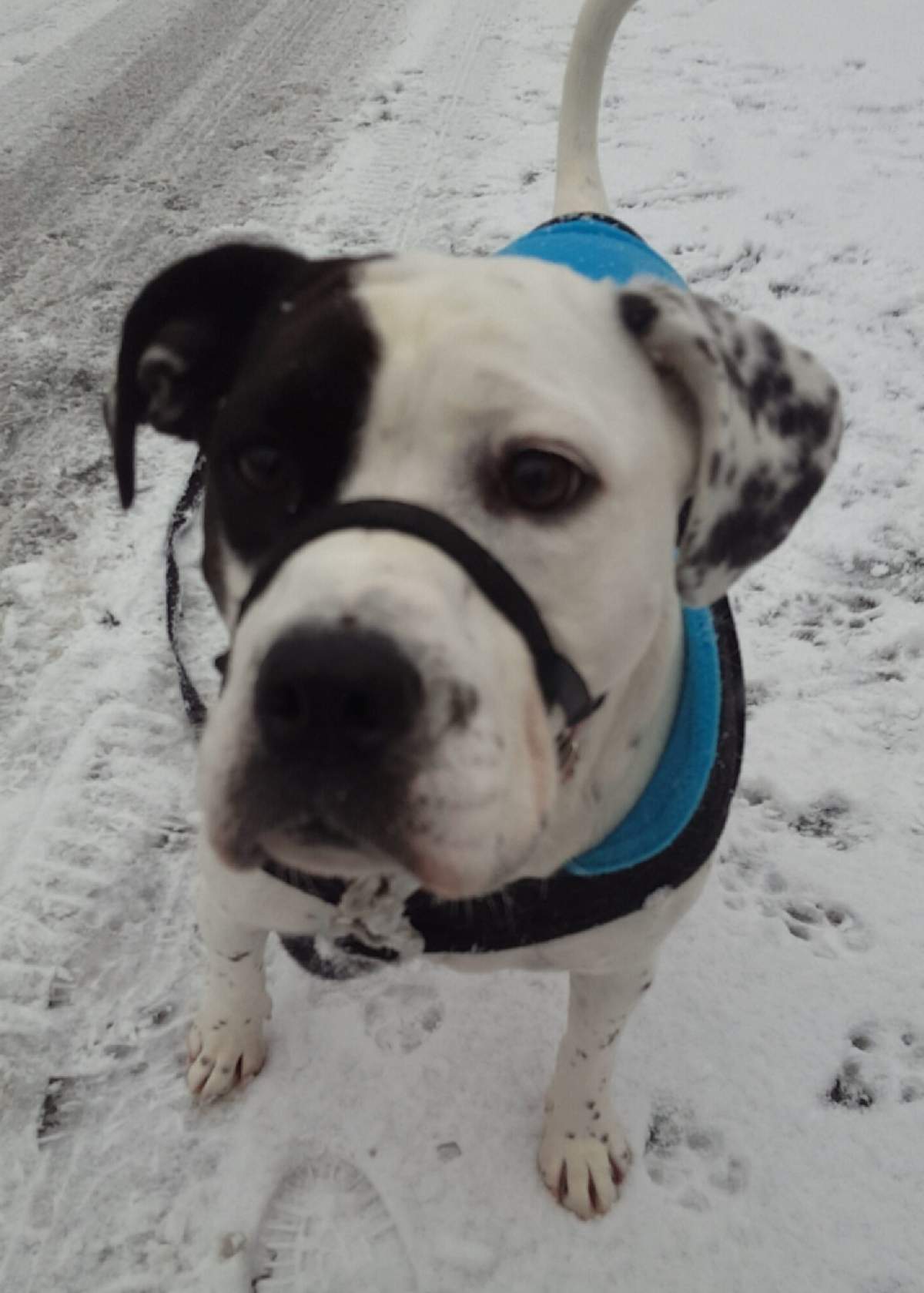 PHOTOS: Dogs of Metro Vancouver frolicked in Friday’s snow storm - image