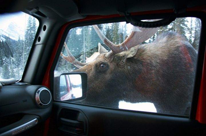 Global News viewer Scott Stoness said he caught one of the ‘moose suspects’ in action in Kananaskis earlier this month.