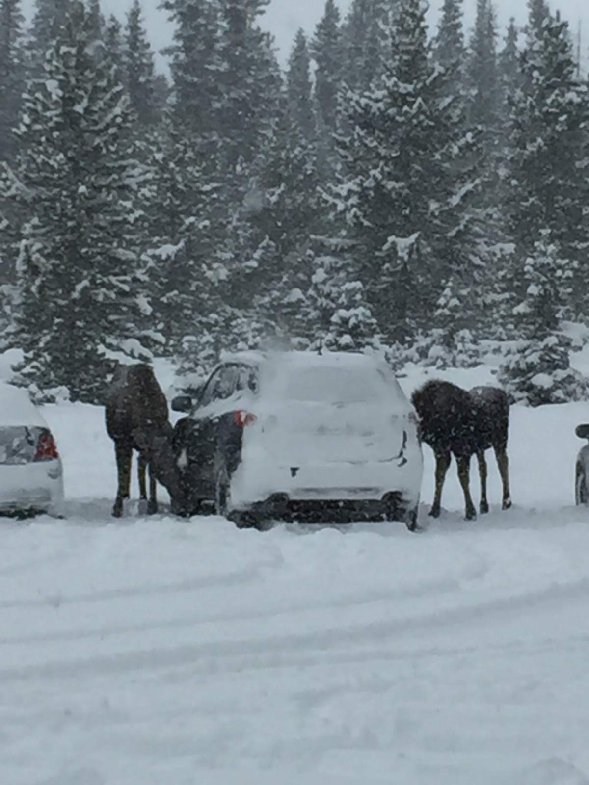 Global News viewer Scott Stoness said he caught one of the ‘moose suspects’ in action in Kananaskis earlier this month.