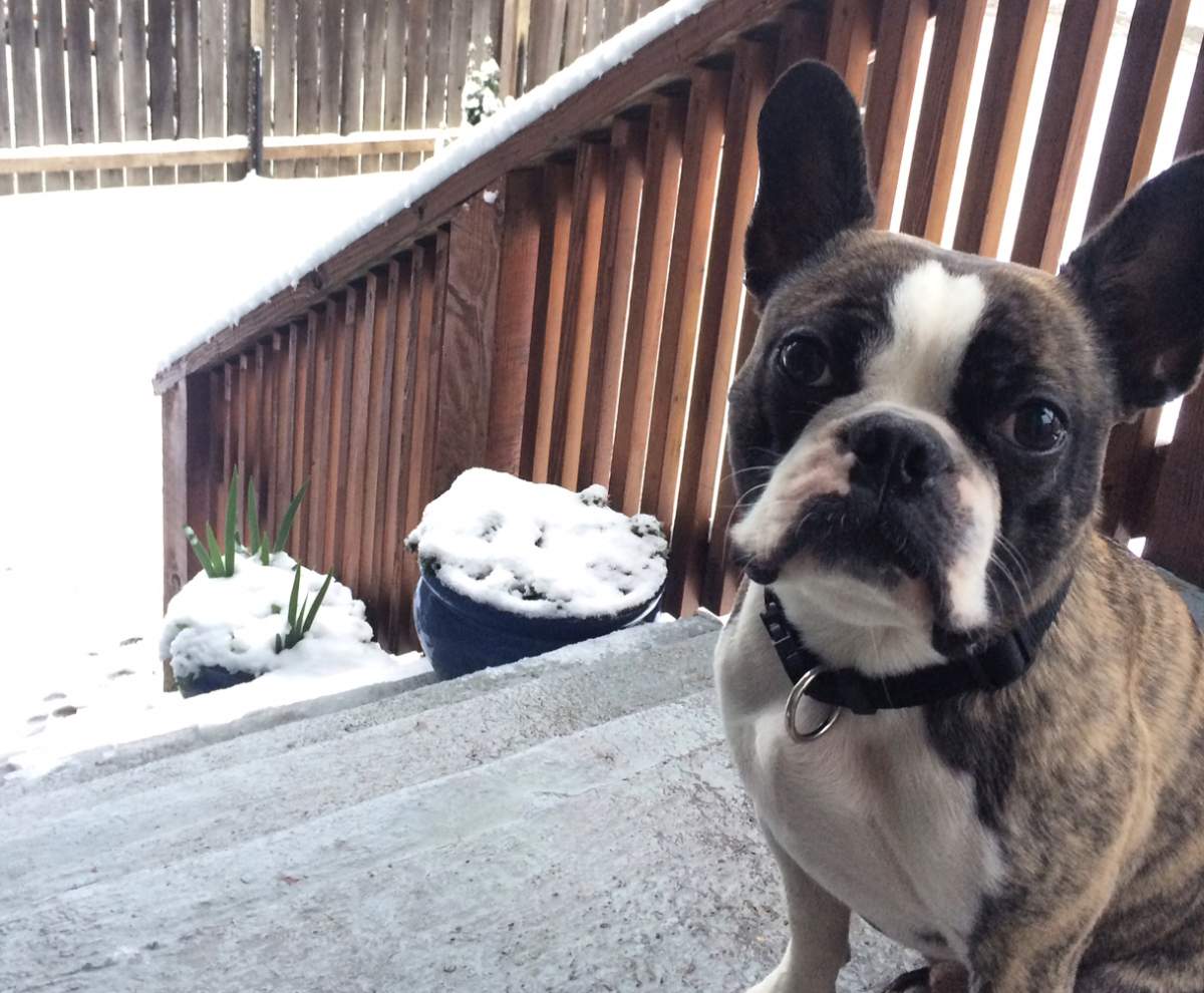Morrie experiencing the snow in Victoria Friday morning. He was a little confused by it all.