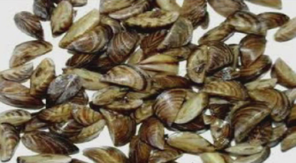 Invasive mussels.