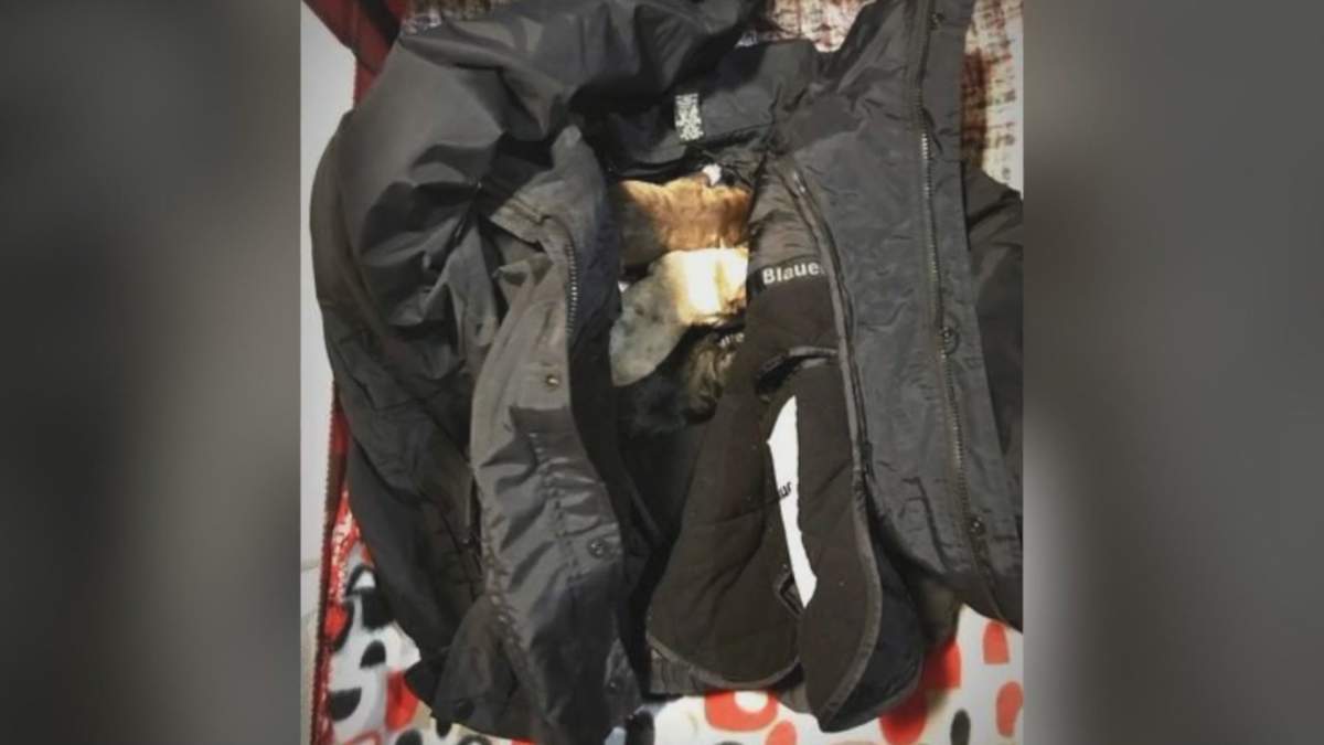 This photo shows seven puppies inside the jacket of Indianapolis Metropolitan Police Officer Scott Charleswood, after he rescued the animals from a dumpster on Dec. 17.
