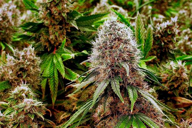 Marijuana bud.