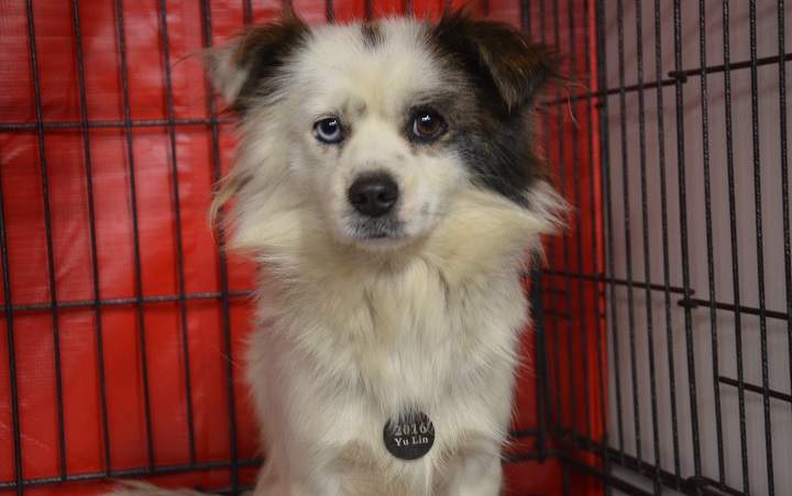 Yulin dogs arrive in Canada. 