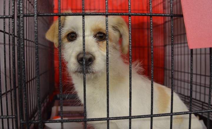 Yulin dogs arrive in Canada.