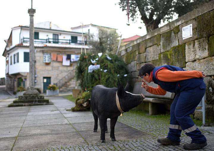 Portuguese pig