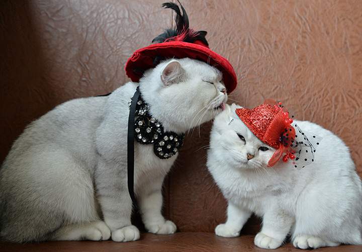 Two Scottish short hair cats dressed with red hats are pictured during a cat exhibition in Bishkek, on Oct. 16, 2016.