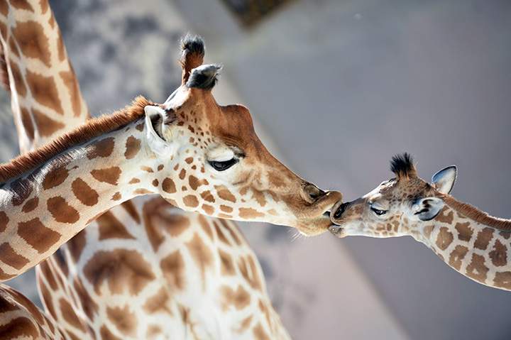 A baby giraffe kisses his mother on Aug. 31, 2016 at the zoo of La Fleche, in northwestern France.