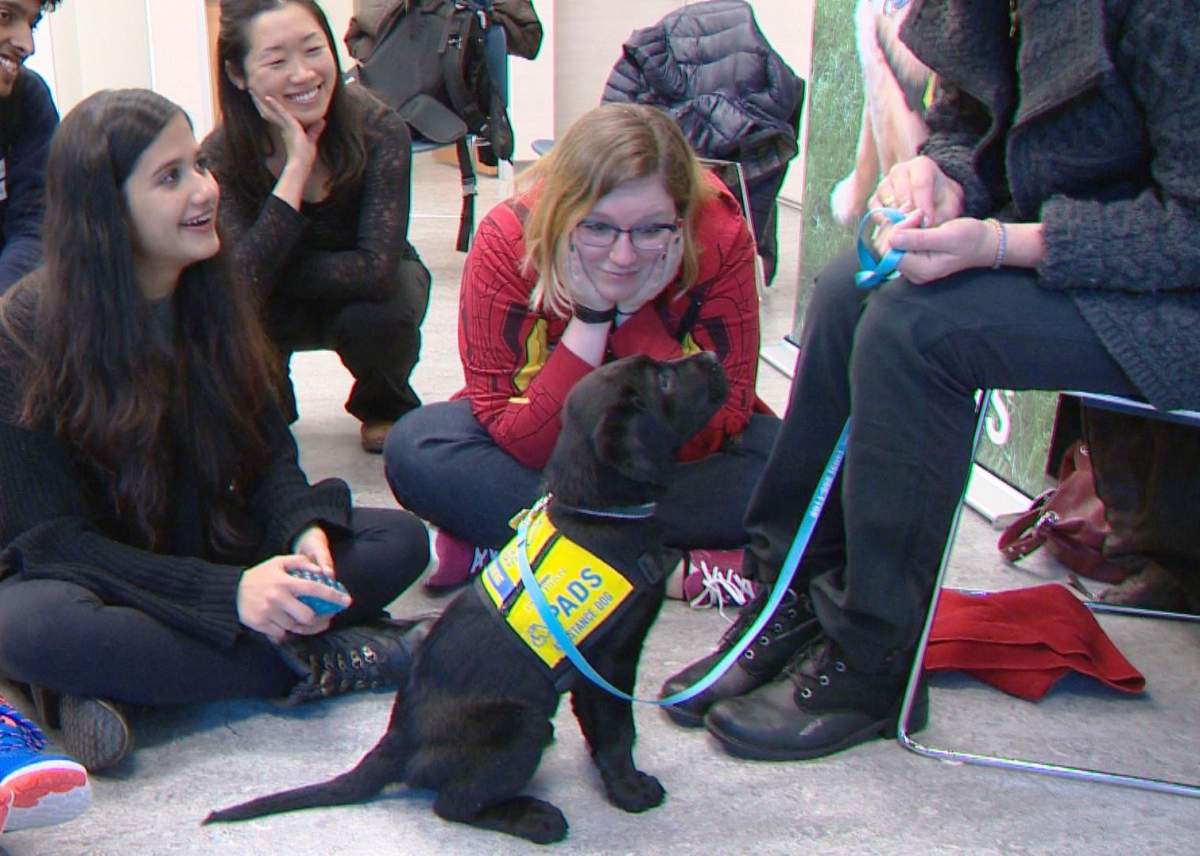Soon-to-be service dogs visit students at Bow Valley College in Calgary on Dec. 6, 2016.