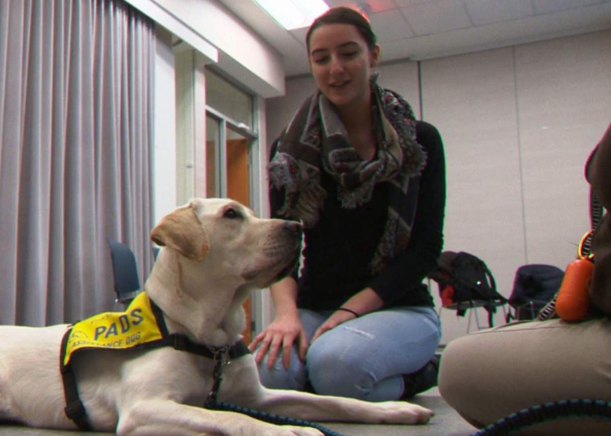 Soon-to-be service dogs visit students at Bow Valley College in Calgary on Dec. 6, 2016.