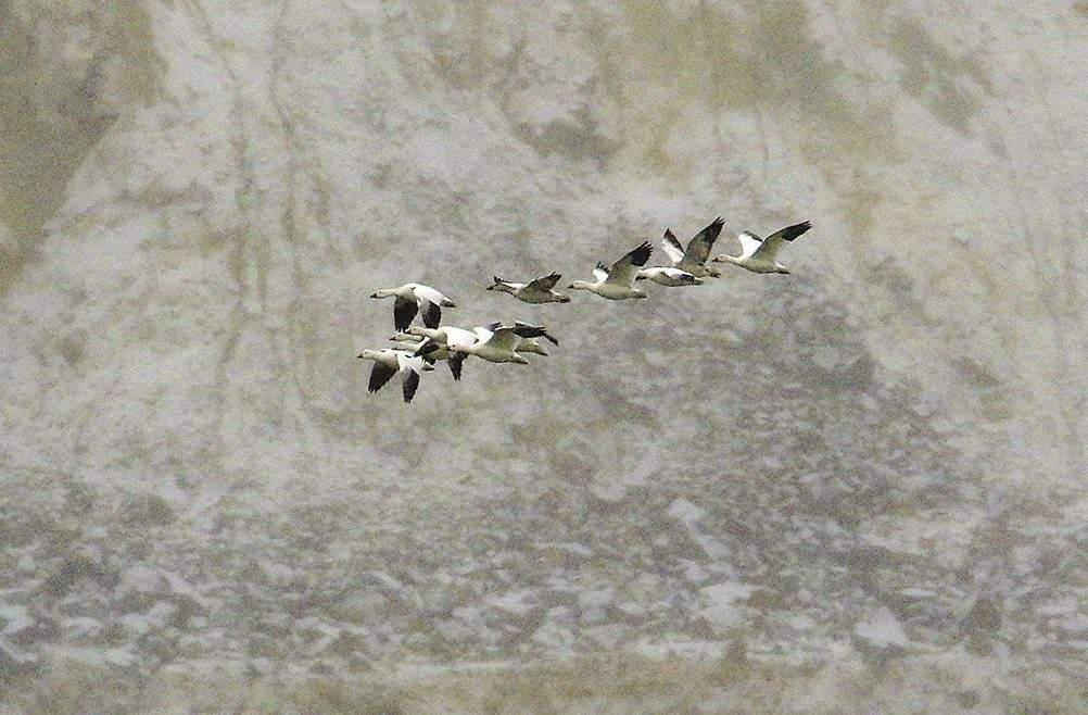 In this Wednesday, Nov. 30, 2016 photo, snow geese fly along the bank of the Berkeley Pit's toxic waters, in Butte, Mont. 