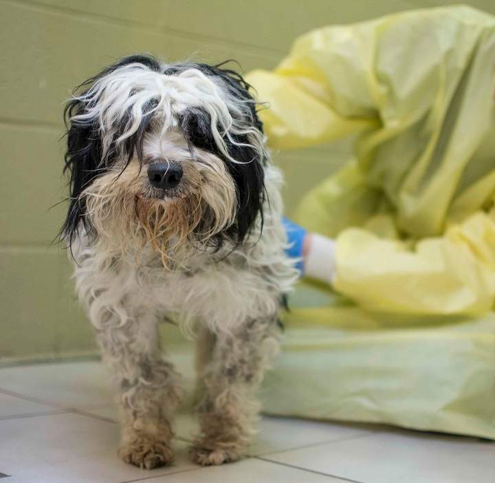 One of the dogs seized by BC SPCA from a breeder in Squamish on Nov. 30, 2016.