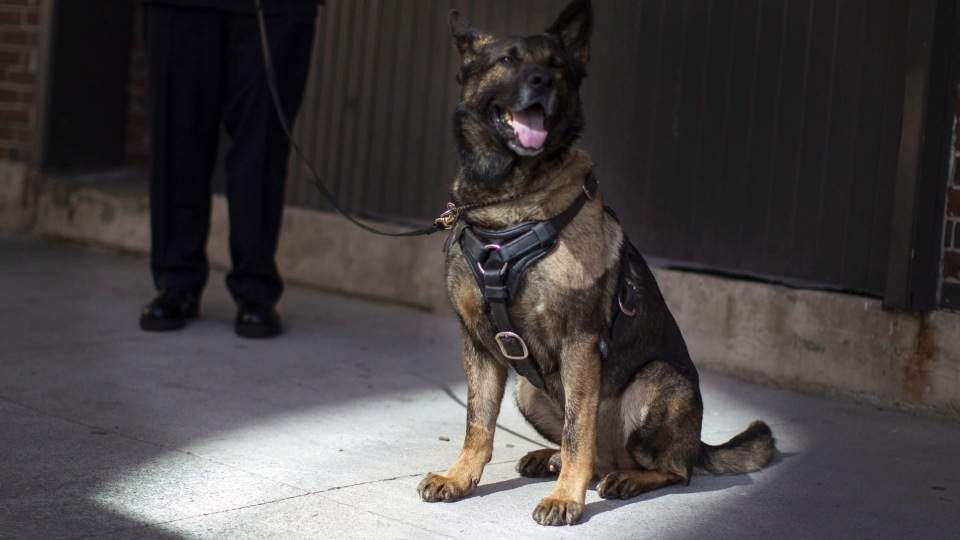 Teak while he was with the VPD.