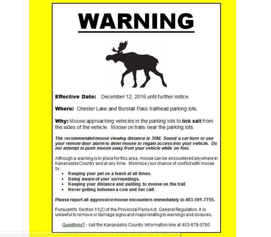 Warning about moose licking vehicles in Kananaskis: Alberta Parks - image
