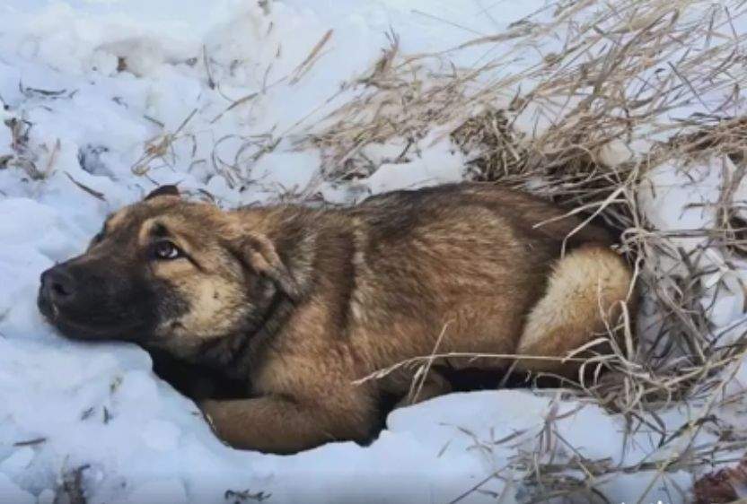 Nutmeg was found by the side of the road after spending hours there, injured and cold.