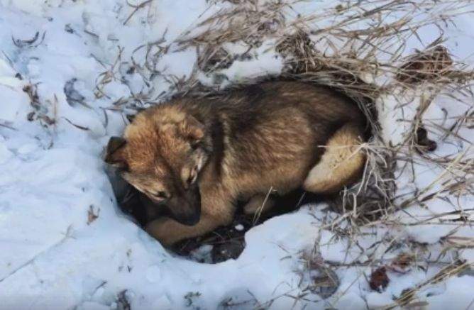 Nutmeg was found by the side of the road after spending hours there, injured and cold.