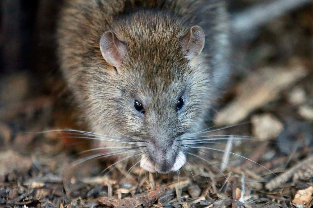 A rat looks on in the Saint Jacques Tower park, in the centre of Paris, Friday, Dec. 9, 2016.