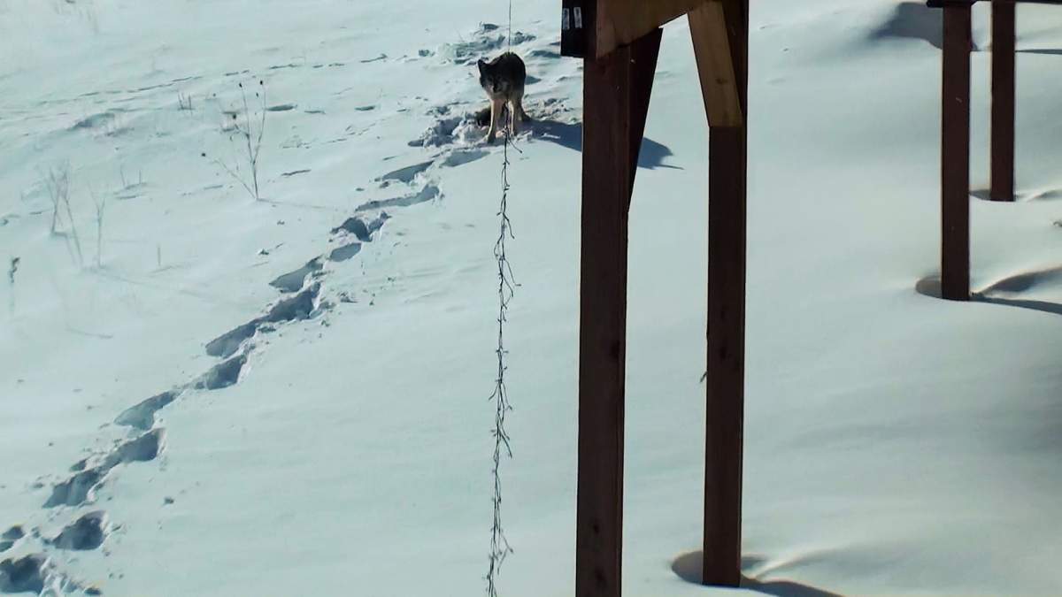 Hill says he was shocked to see a coyote in his subdivision.