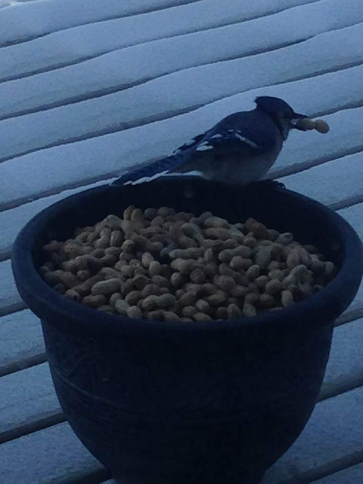 Jan. 17: This Your Saskatchewan photo was taken at Jackfish Lake by Gloria Katsiris.