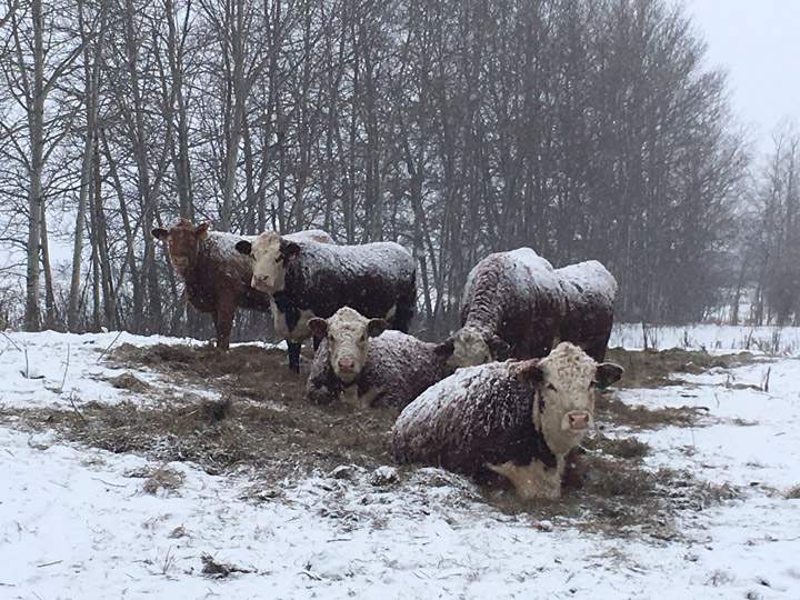 Jan 27: This Your Saskatchewan photo was taken near Kamsack by Kimberly Buchan.