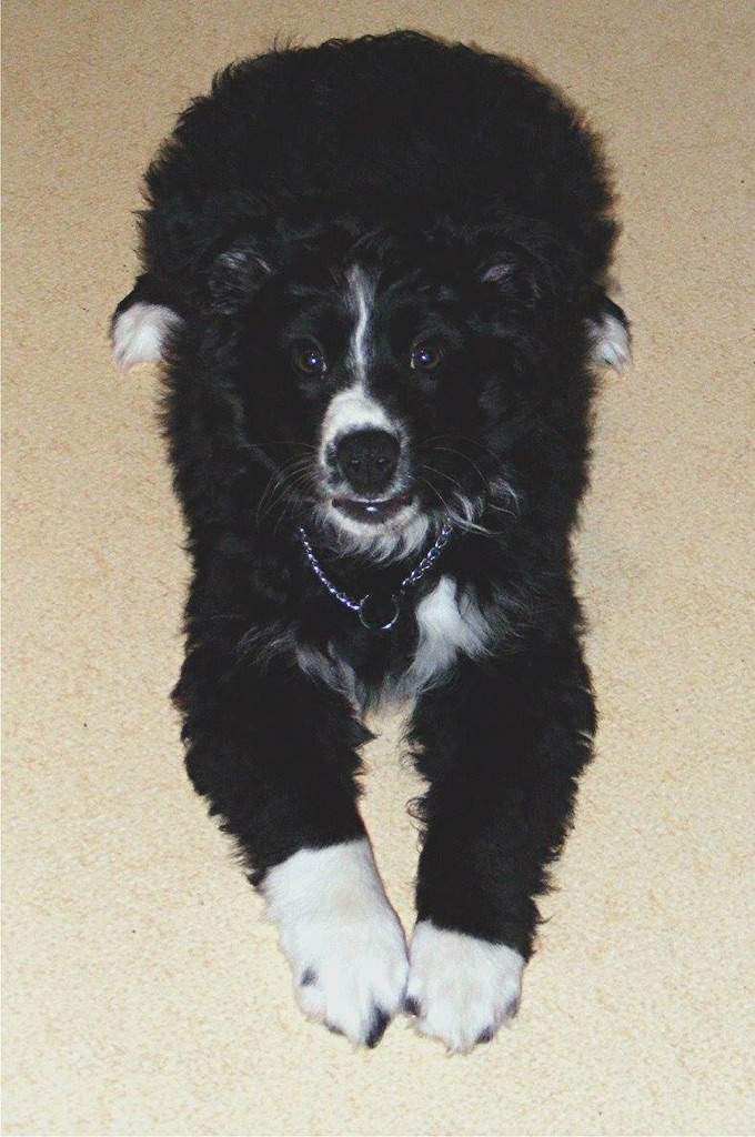 Angie, a border collie that went missing near Beiseker, Alberta in Dec 2016.