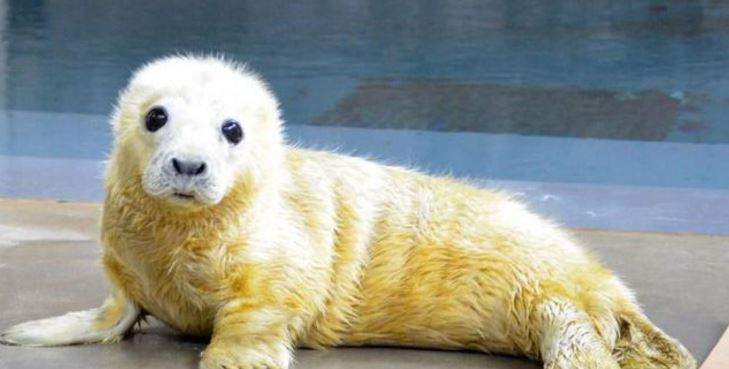 A Twitter battle between zoos has resulted in an epic cute-off featuring baby animals.