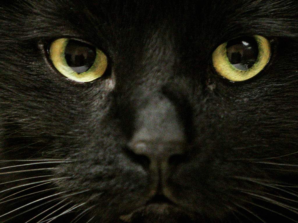 Winnipeg Humane Society closed until further notice due to burst water pipe - image