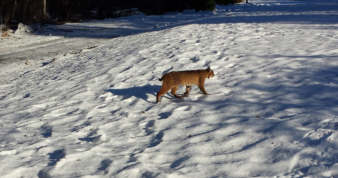 The bobcat was spotted on Burnaby Mountain.