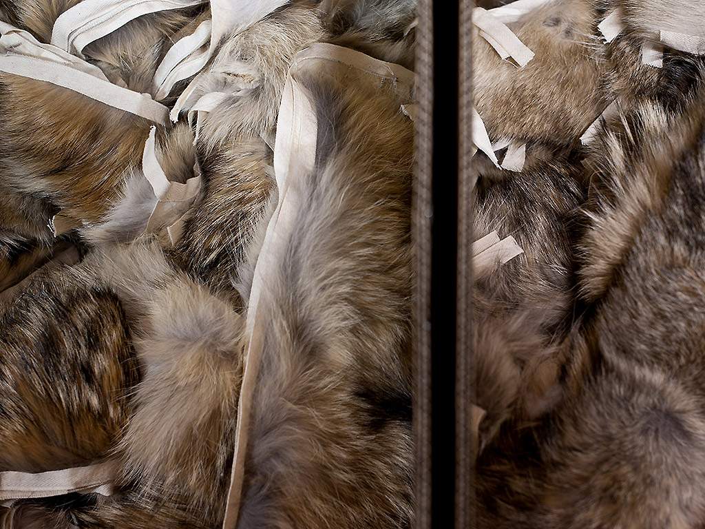 Canada Goose fur