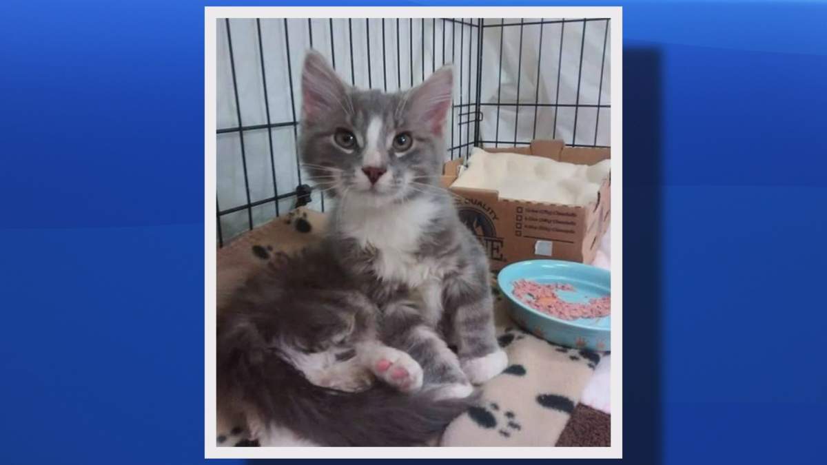 Ajax the kitten recovers in Fredericton in a handout photo. Two garbagemen are being hailed for rescuing a frozen, urine-soaked kitten from a rural snowbank. 