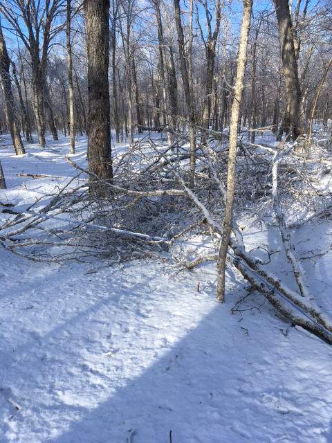 A fallen tree is pictured at a maple stand in Paquetville, N.B. belonging to Marc Chiasson. Chiasson said at least 1,000 maple trees have toppled under the weight of ice. (Credit: Marc Chiasson)