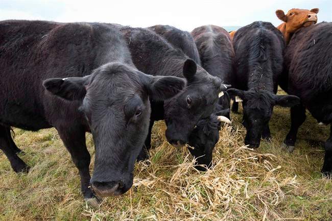 Cattle graze near Black Diamond, Alta., Friday, May 13, 2016.The Canadian Food Inspection Agency says there have been no new cases of bovine tuberculosis found in the past month, but that doesn't mean the crisis is over. Six cattle in total have been found with the infectious disease.
