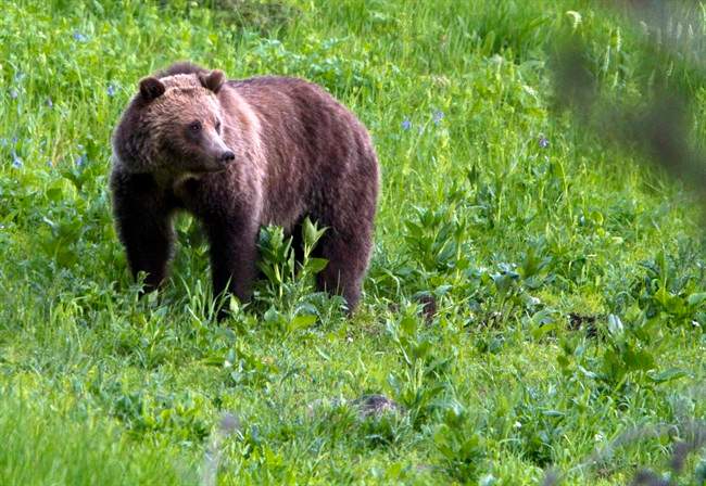Parks Canada and Canadian Pacific Railway are hoping to reduce the threat that trains pose to grizzly bears by doing a better job of managing vegetation along tracks.