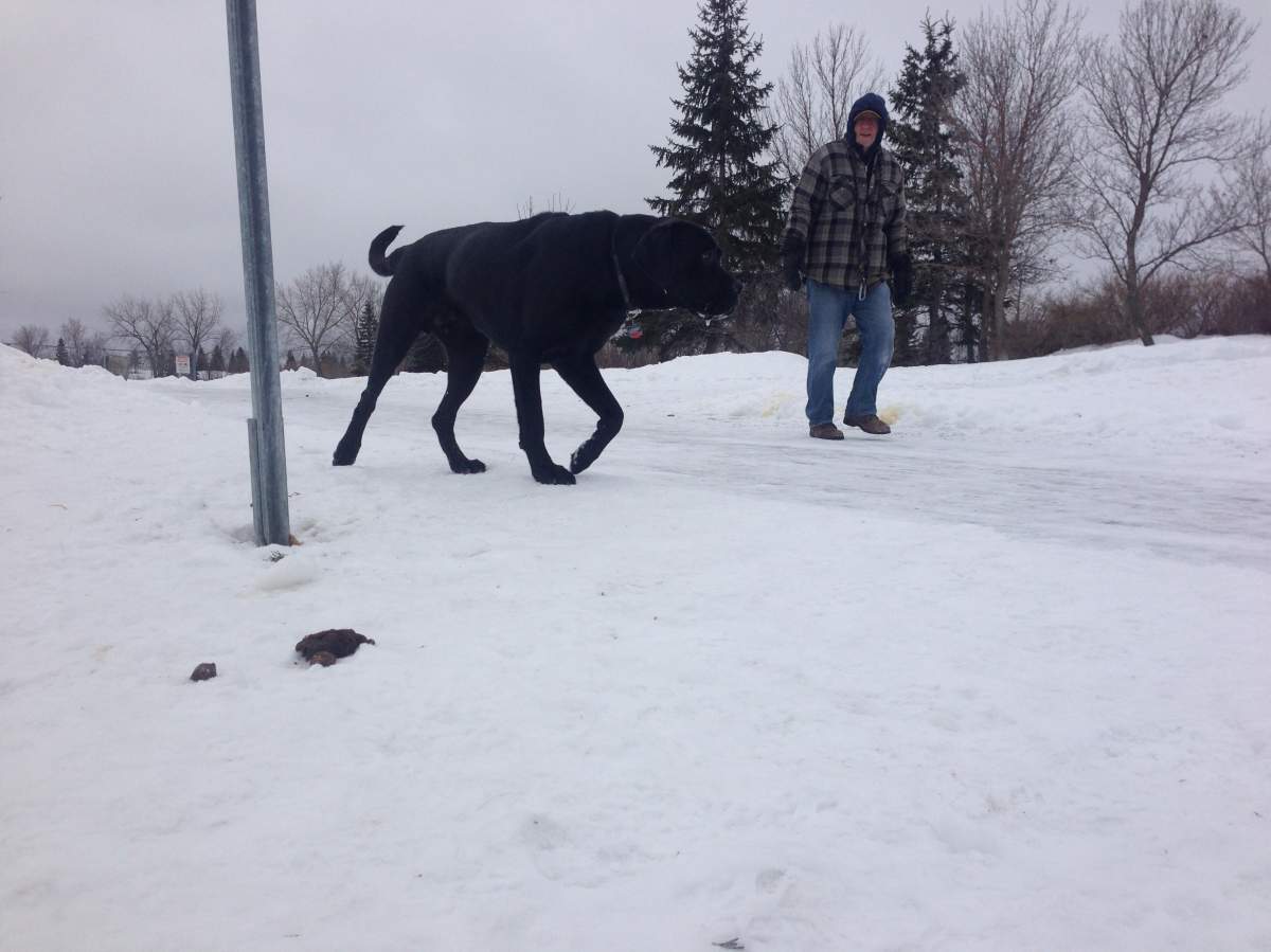 Dog owners said people are getting lazy, and not cleaning up after their pets.