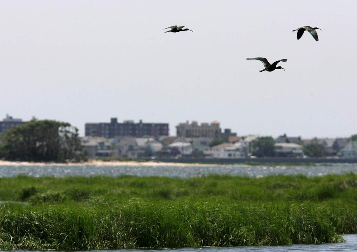 In this June 21, 2007 file photo, a trio of glossy ibis fly over the marshes of Jamaica Bay in New York. 