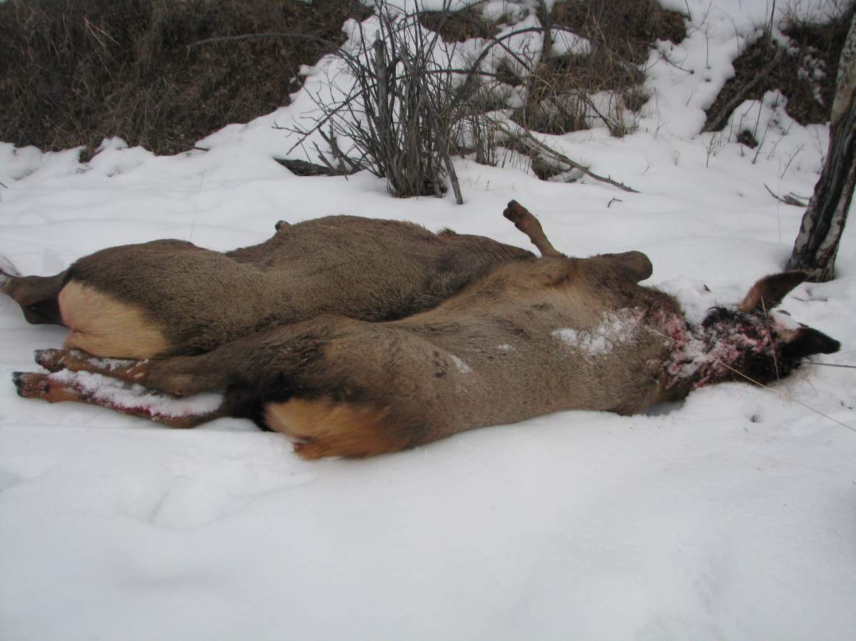Cow elk shot; resident says aboriginal hunters were trespassing - image