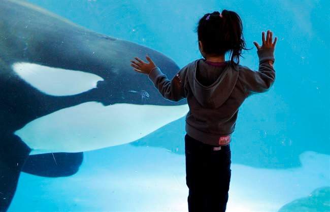 This summer, the park will unveil a new attraction in the pool. Orca Encounter is being billed as an educational experience that will show how killer whales eat, communicate and navigate. The park has 11 orcas.