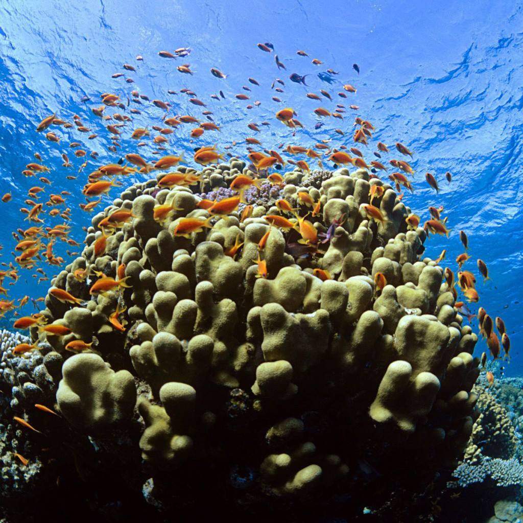 A Living Reef Memorial.