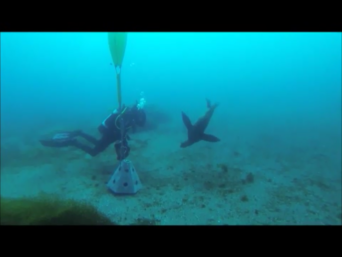 A first in Canada: Cremated remains can be turned into a living ocean reef - image
