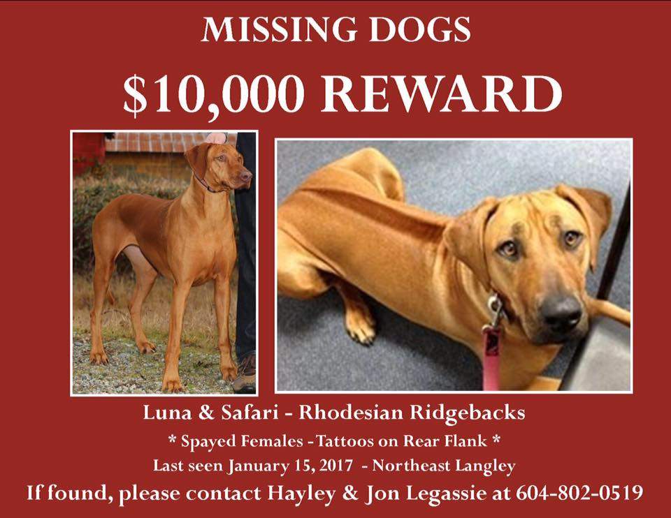 Langley family offering reward to get their 2 dogs back - image