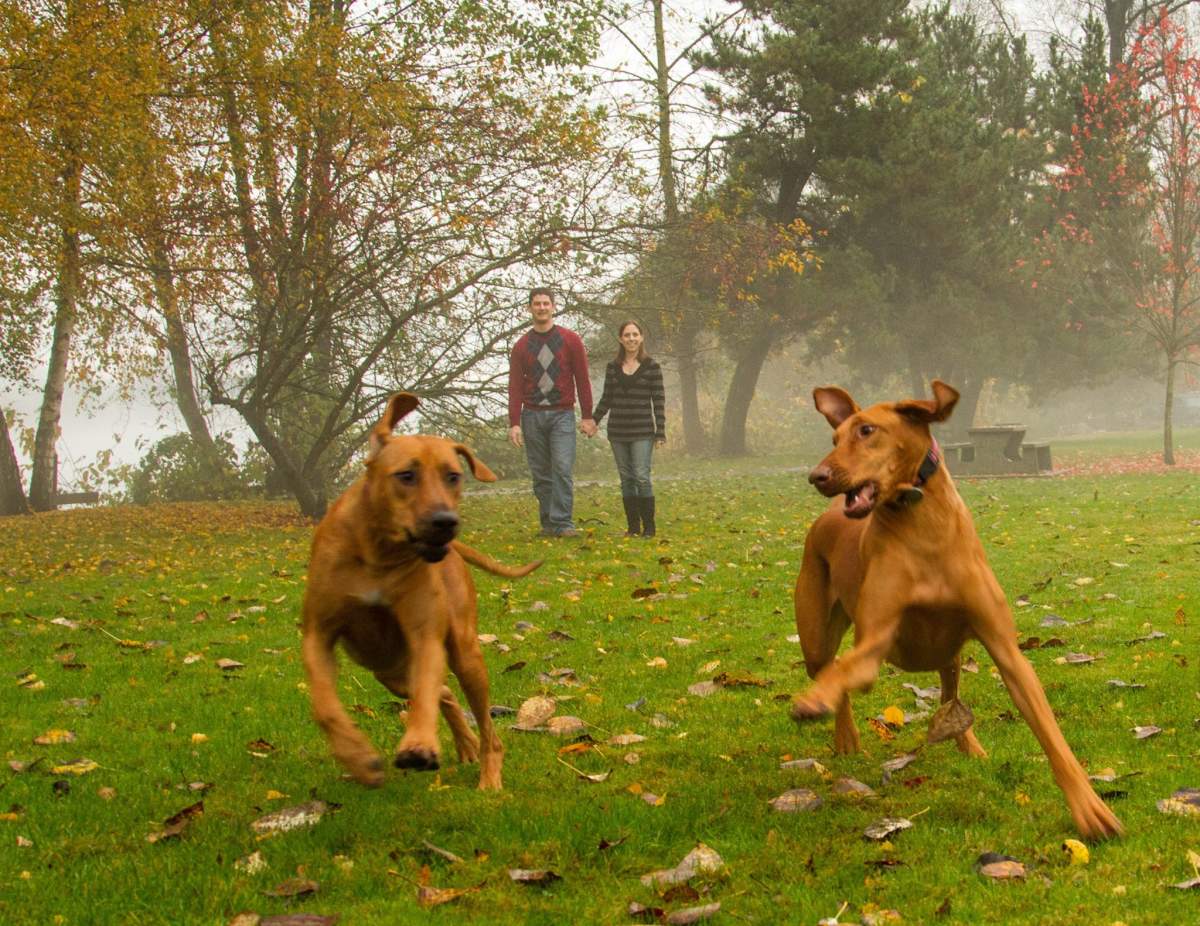 UPDATE: Both missing Langley dogs found dead after extensive search - image
