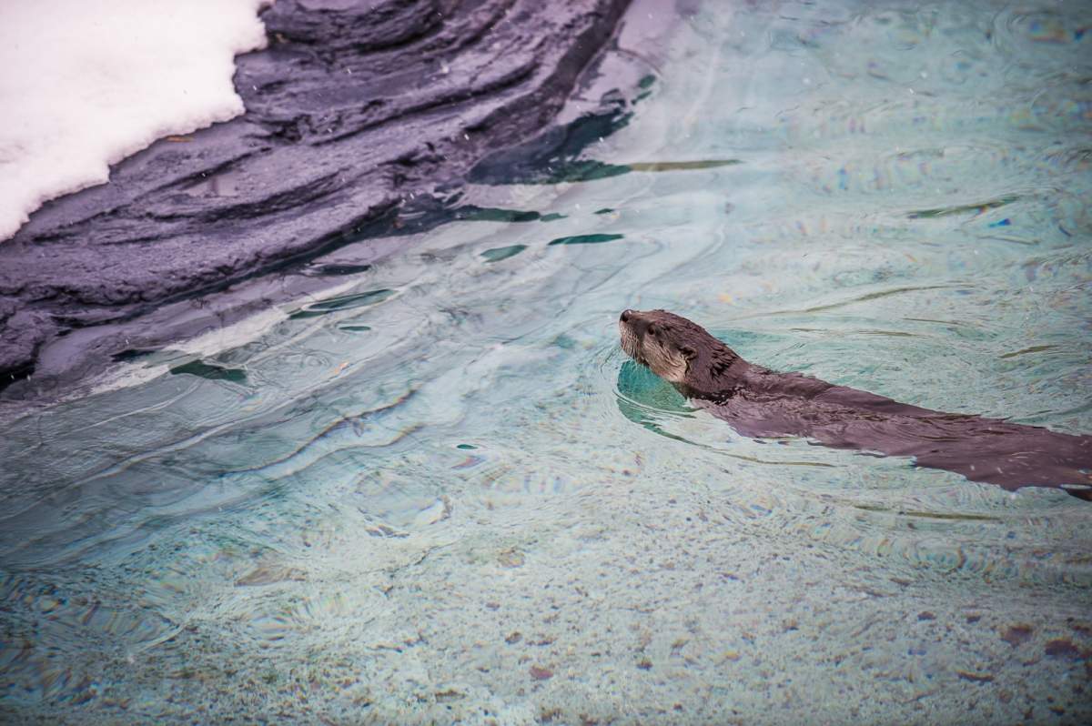 Otters at Montreal's Ecomuseum.