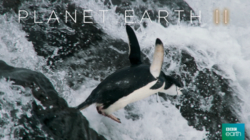‘Planet Earth II’ in Canada: When and where you can watch - image