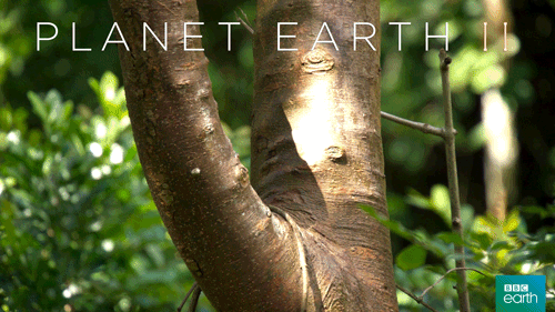 ‘Planet Earth II’ in Canada: When and where you can watch - image